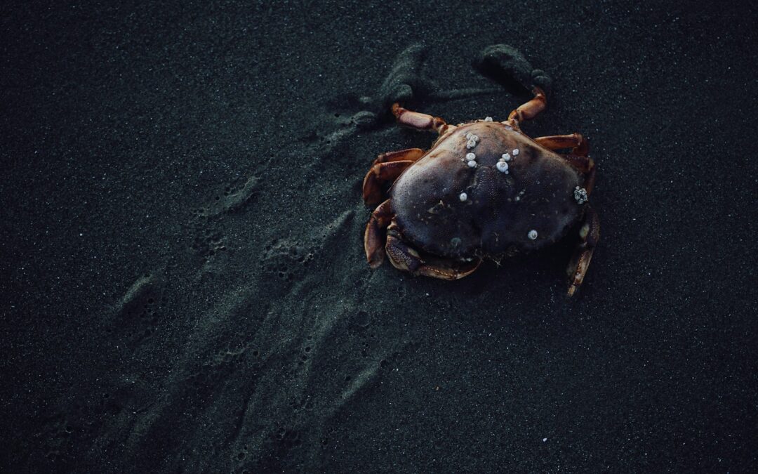 Find the Perfect Fiddler Crabs Near You: A Comprehensive Guide to Local Purchases